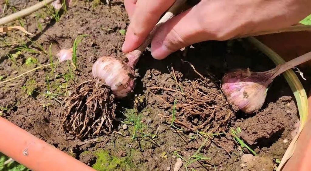 Arranque os olhos pelo bolbo, junto às folhas
