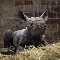 Rinoceronte-negro em vias de extinção